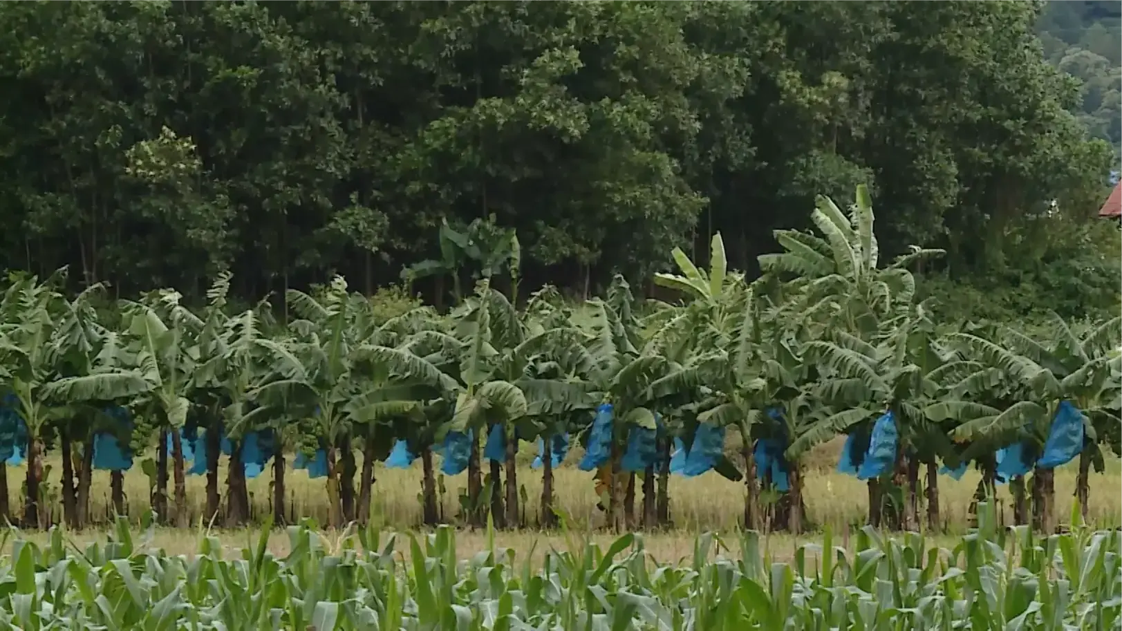 Phát triển công nghiệp nông thôn | Nông nghiệp nông thôn | 18/12/2025